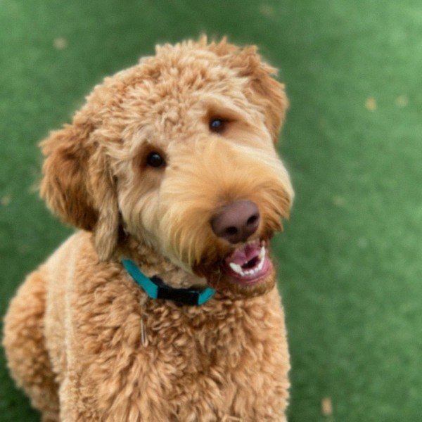 f1b goldendoodle in Irvine, California