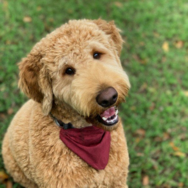 f1b goldendoodle in Jacksonville, Florida