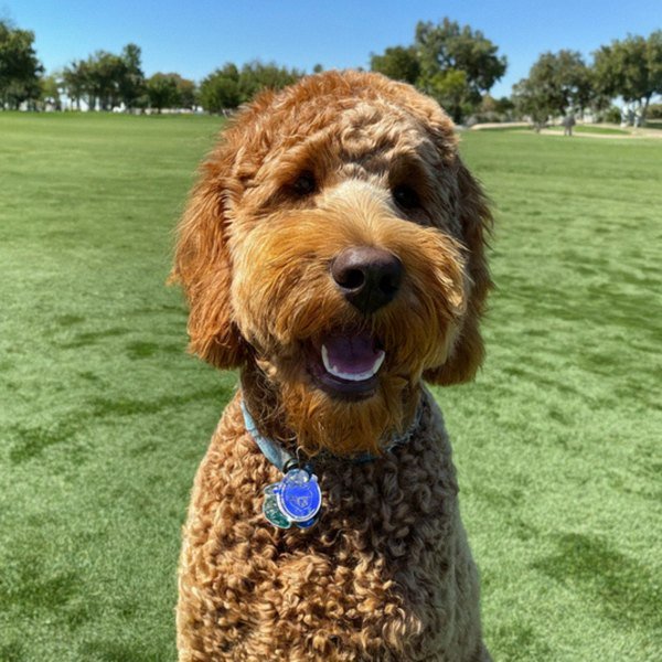 f1b goldendoodle in Lancaster, California