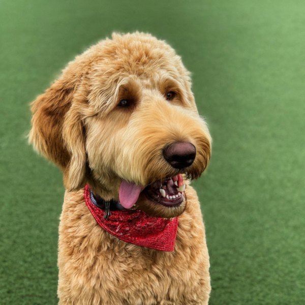 f1b goldendoodle in Laredo, Texas