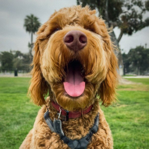 f1b goldendoodle in Long Beach, California