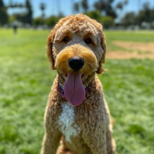f1b goldendoodle in Los Angeles, California