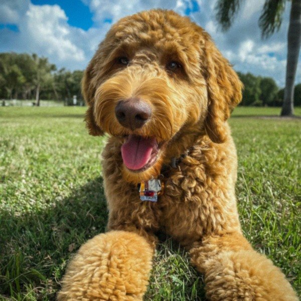 f1b goldendoodle in Miami, Florida
