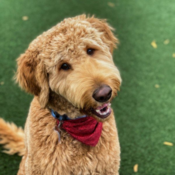 f1b goldendoodle in Modesto, California