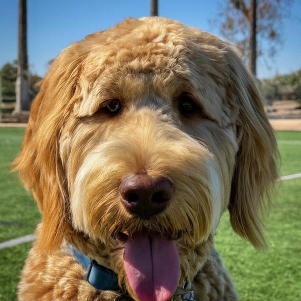 f1b goldendoodle in Moreno Valley, California