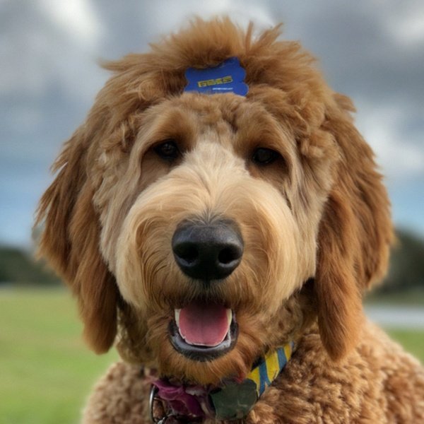 f1b goldendoodle in Orlando, Florida