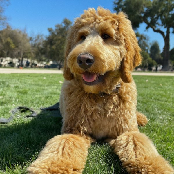 f1b goldendoodle in Pasadena, California