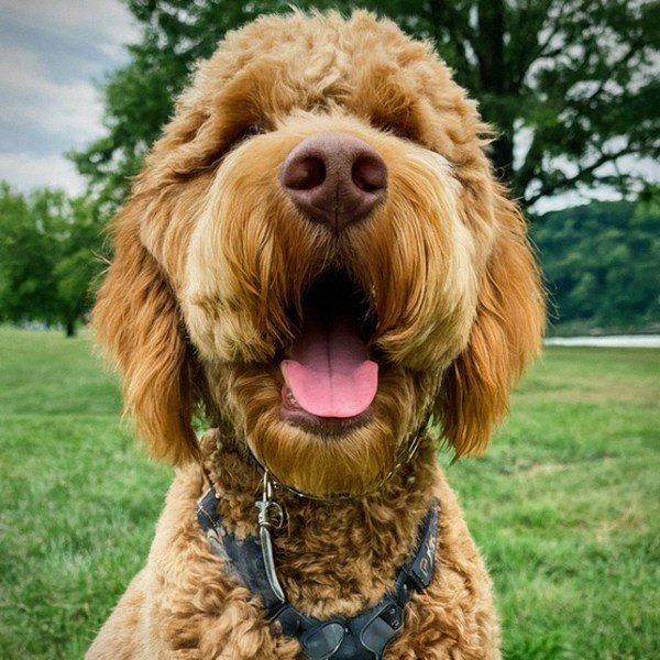 f1b goldendoodle in Pittsburgh, Pennsylvania