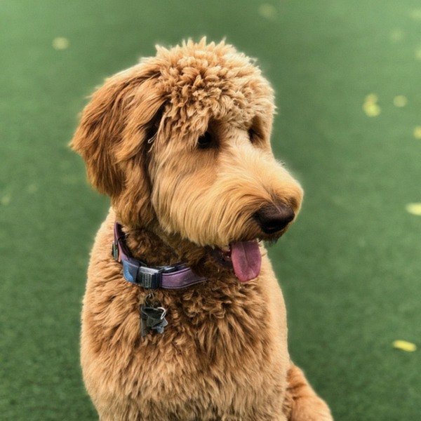f1b goldendoodle in Pomona, California