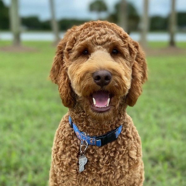 f1b goldendoodle in Port St. Lucie, Florida
