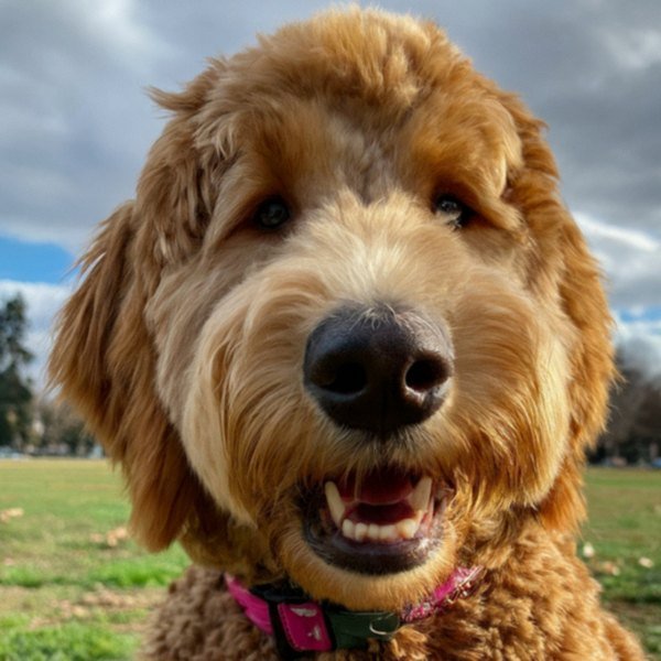 f1b goldendoodle in Sacramento, California