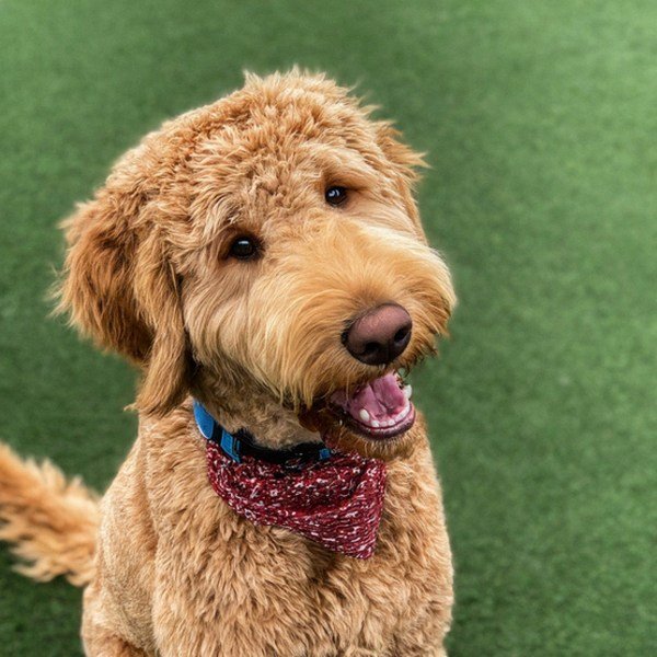 f1b goldendoodle in Salinas, California