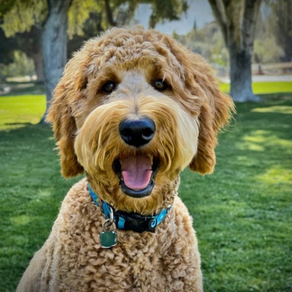 f1b goldendoodle in San Bernardino, California