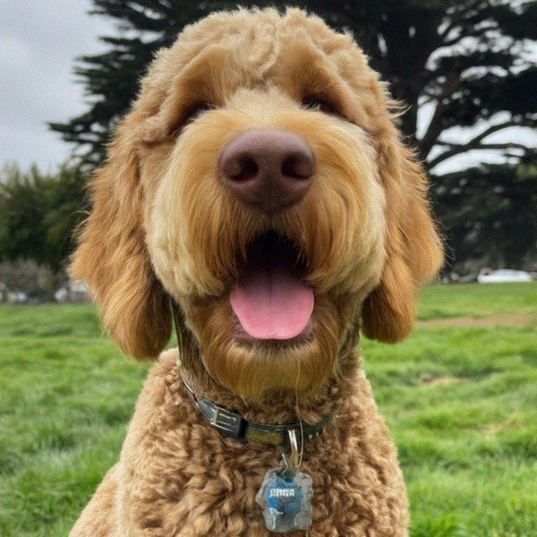 f1b goldendoodle in San Francisco, California