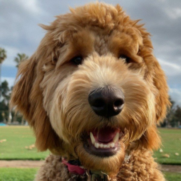f1b goldendoodle in Santa Ana, California