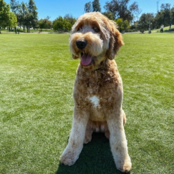 f1b goldendoodle in Santa Clarita, California