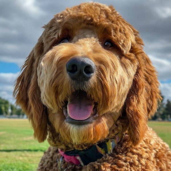 f1b goldendoodle in Stockton, California