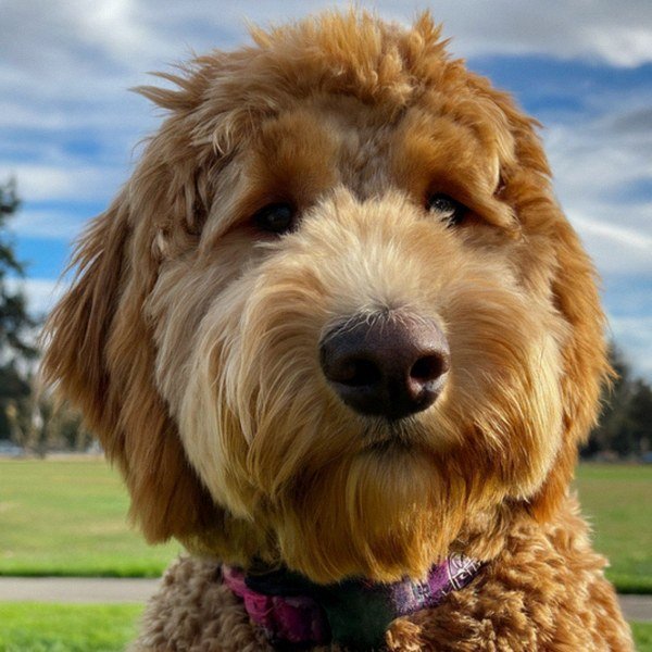 f1b goldendoodle in Sunnyvale, California