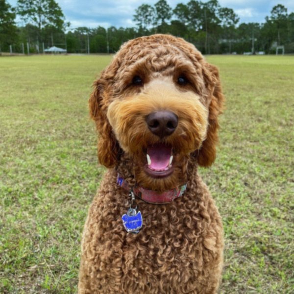 f1b goldendoodle in Tallahassee, Florida