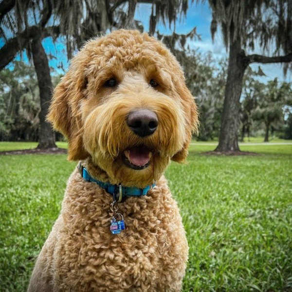 f1b goldendoodle in Tampa, Florida