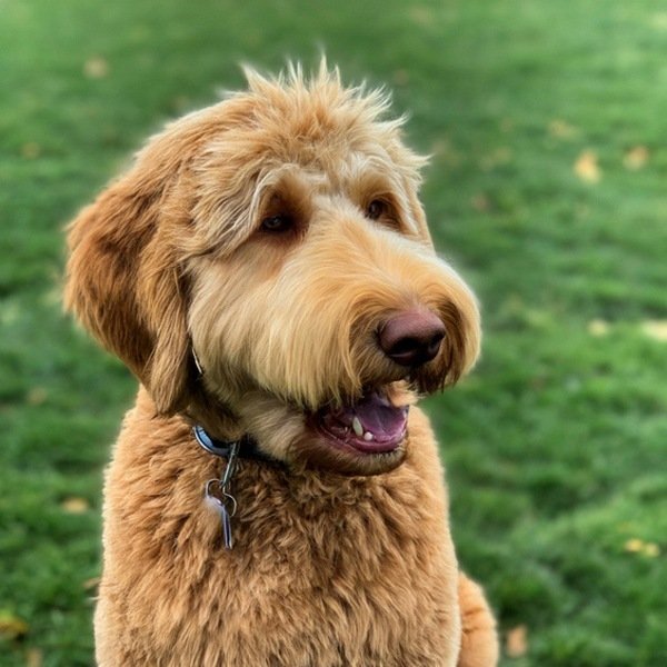 f1b goldendoodle in Yonkers, New York