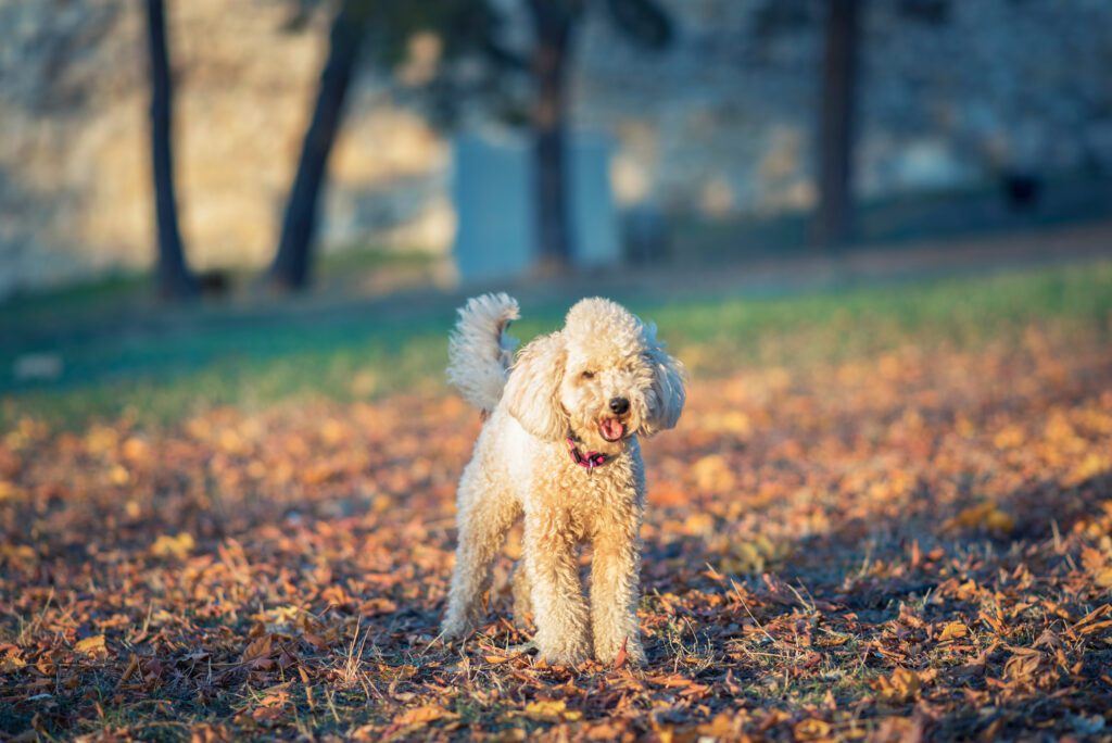 F1b Goldendoodle Among The Colorful Autumn Leaves