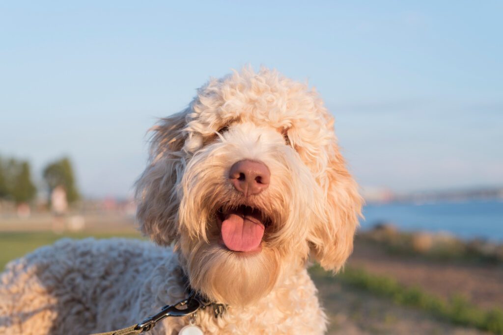 F1b Goldendoodle Beams At The Camera