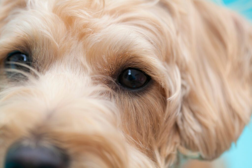 How to Adopt a F1B Goldendoodle in Hawaii
