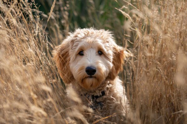 F1b Goldendoodle In A Field Of Tall, Dry Grass