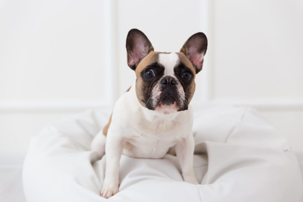 How to Adopt a French Bulldog in California