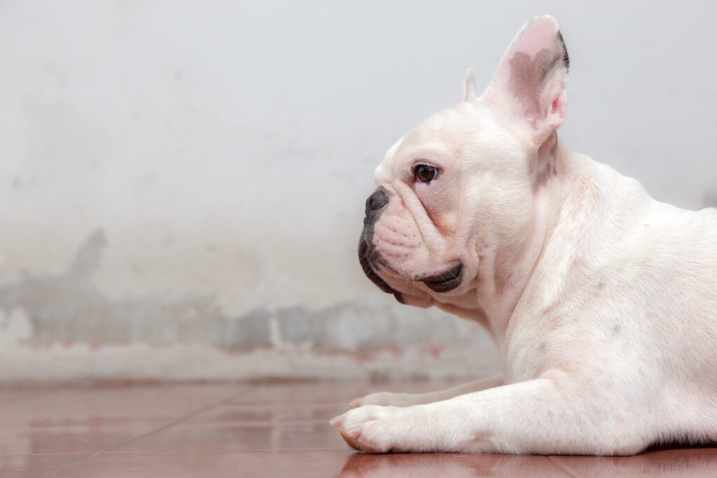 How to Adopt a French Bulldog in North Carolina