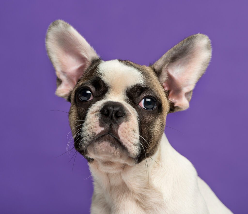 How to Adopt a French Bulldog in Pennsylvania