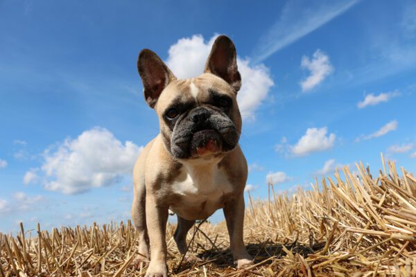 French Bulldog Is Standing In A Stubble Field