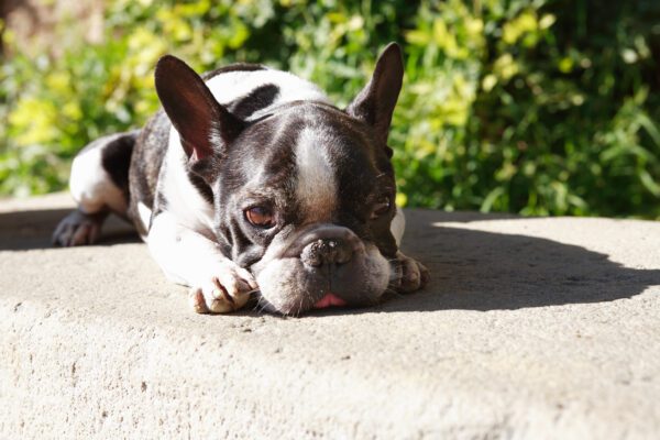 French Bulldog Lying Under Sun
