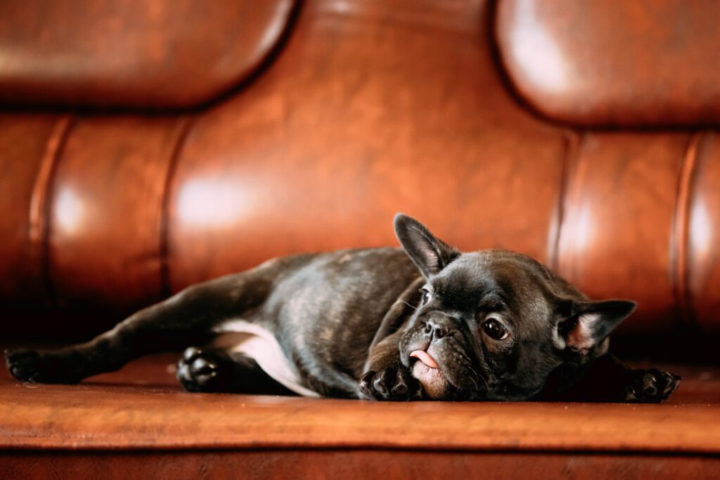 French Bulldog On Sofa