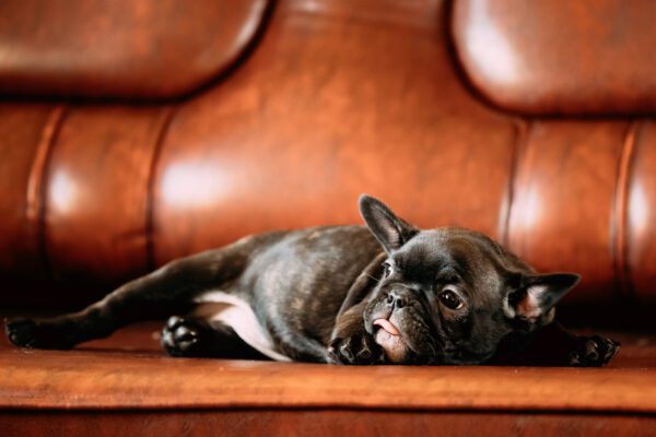 French Bulldog On Sofa