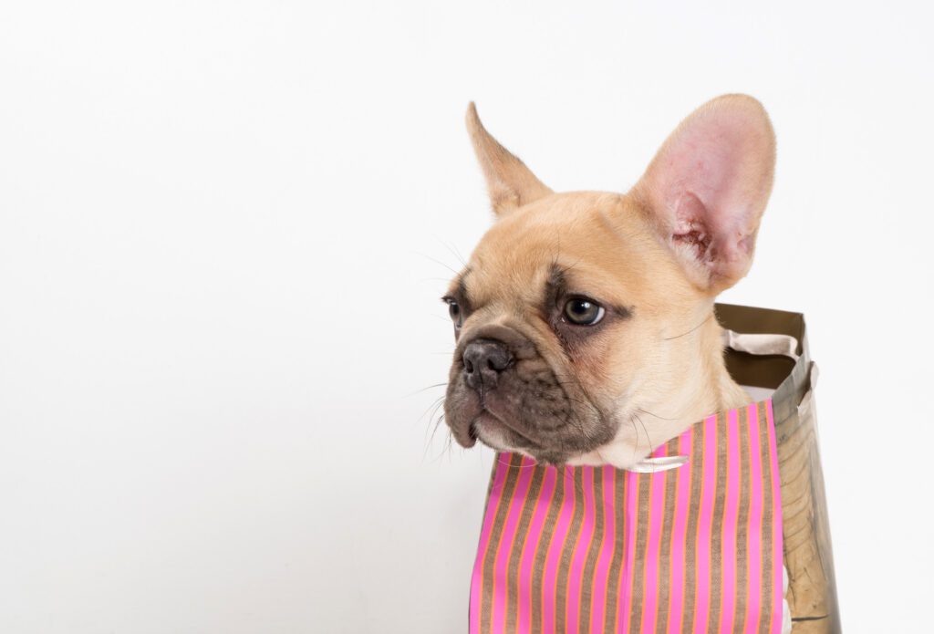 How to Adopt a French Bulldog in Vermont