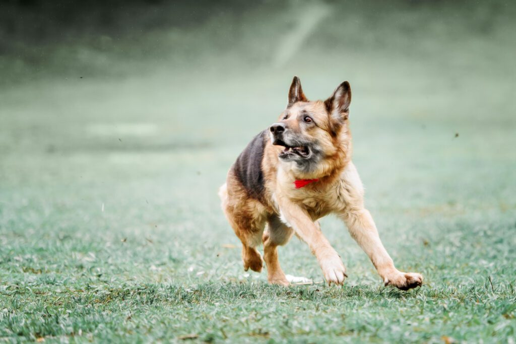 German Shepherd Catching Disc In Jump And Play