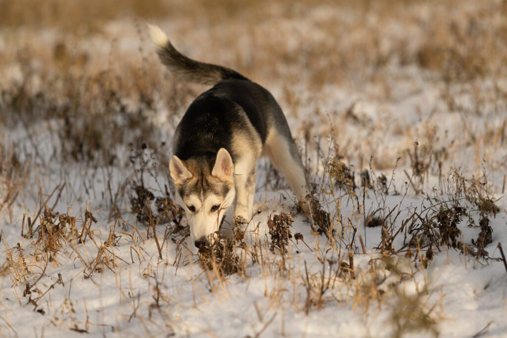 German Shepherd Husky Mix In A Snowy Field