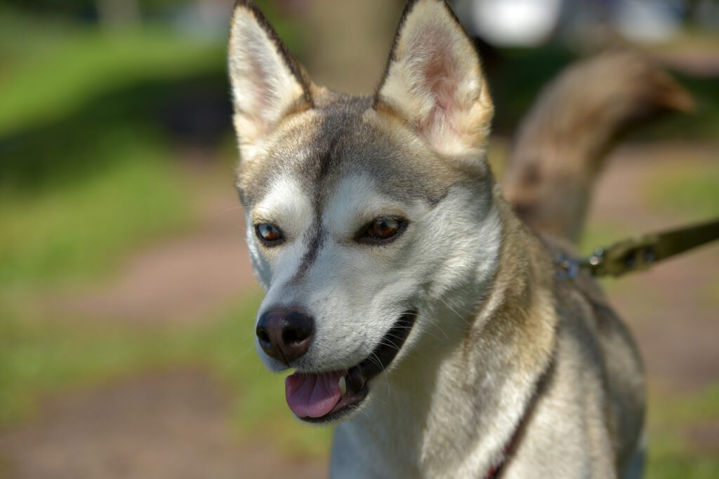 How to Adopt a German Shepherd Husky Mix in Montana