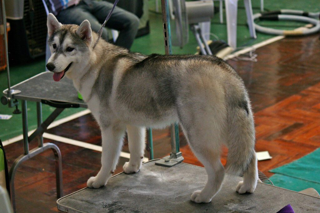 How to Adopt a German Shepherd Husky Mix in California