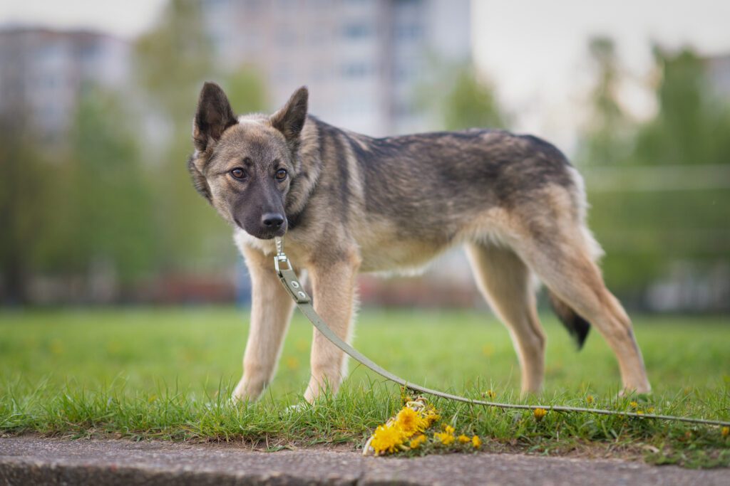 How to Adopt a German Shepherd Husky Mix in Pennsylvania