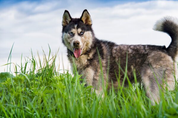 German Shepherd Husky Mix Out On The Field