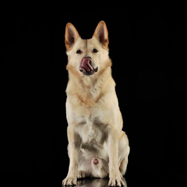 German Shepherd Husky Mix Sitting In The Dark