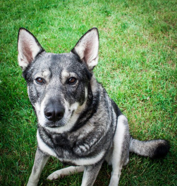 German Shepherd Husky Mix Sitting On The Grass