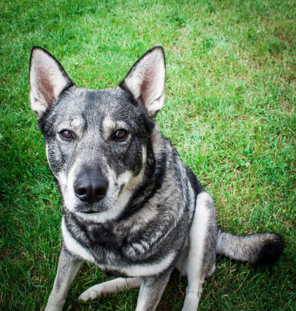 German Shepherd Husky Mix Sitting On The Grass