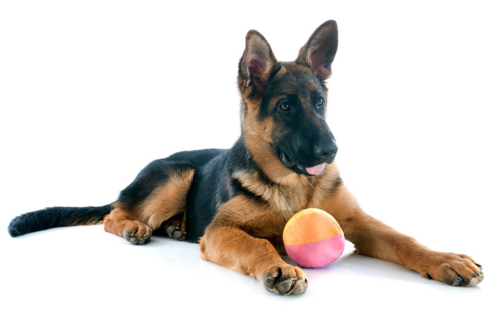 How to Adopt a German Shepherd in California