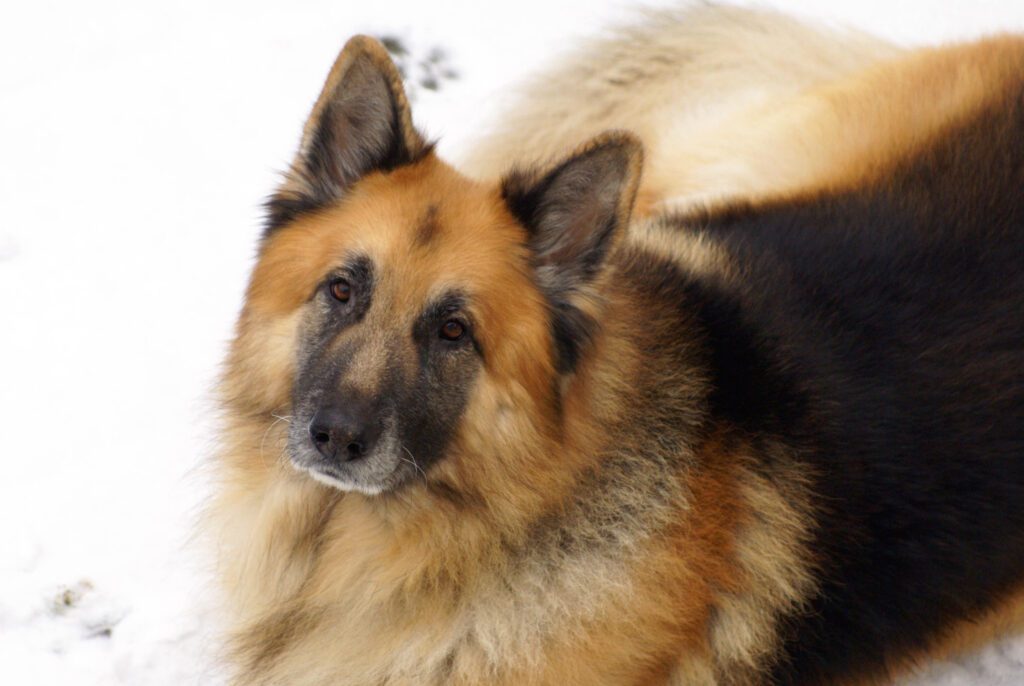 How to Adopt a German Shepherd in Alaska