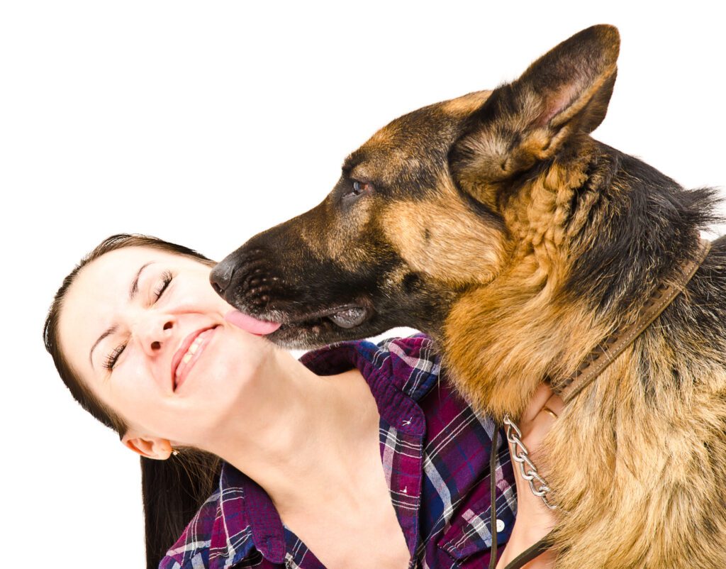 German Shepherd Licking Woman