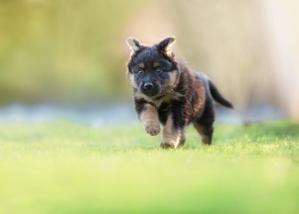 German Shepherd Puppy Running